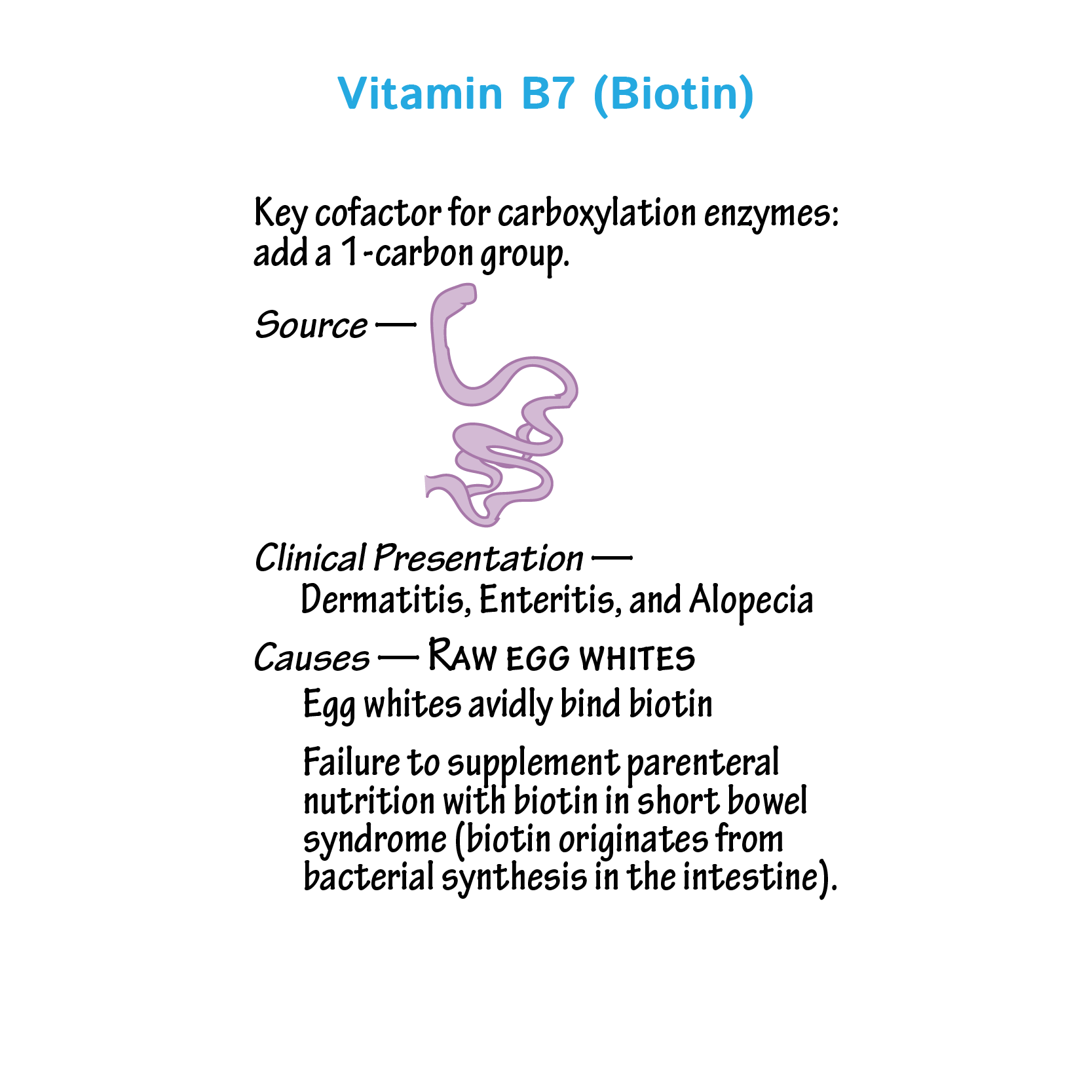 Nutritional Disorders: Vitamins C, B2, B3, B5, & B7