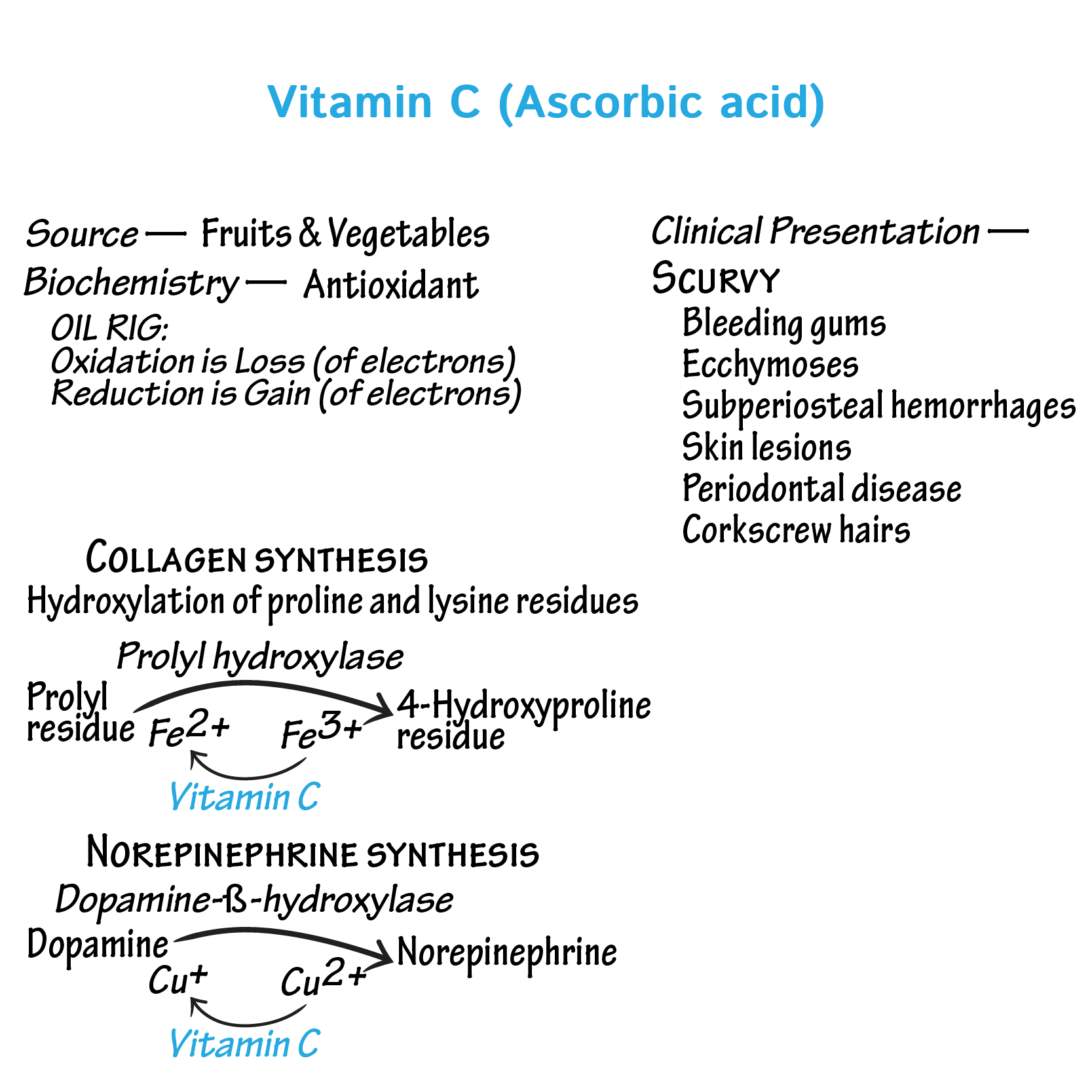 Nutritional Disorders: Vitamins C, B2, B3, B5, & B7