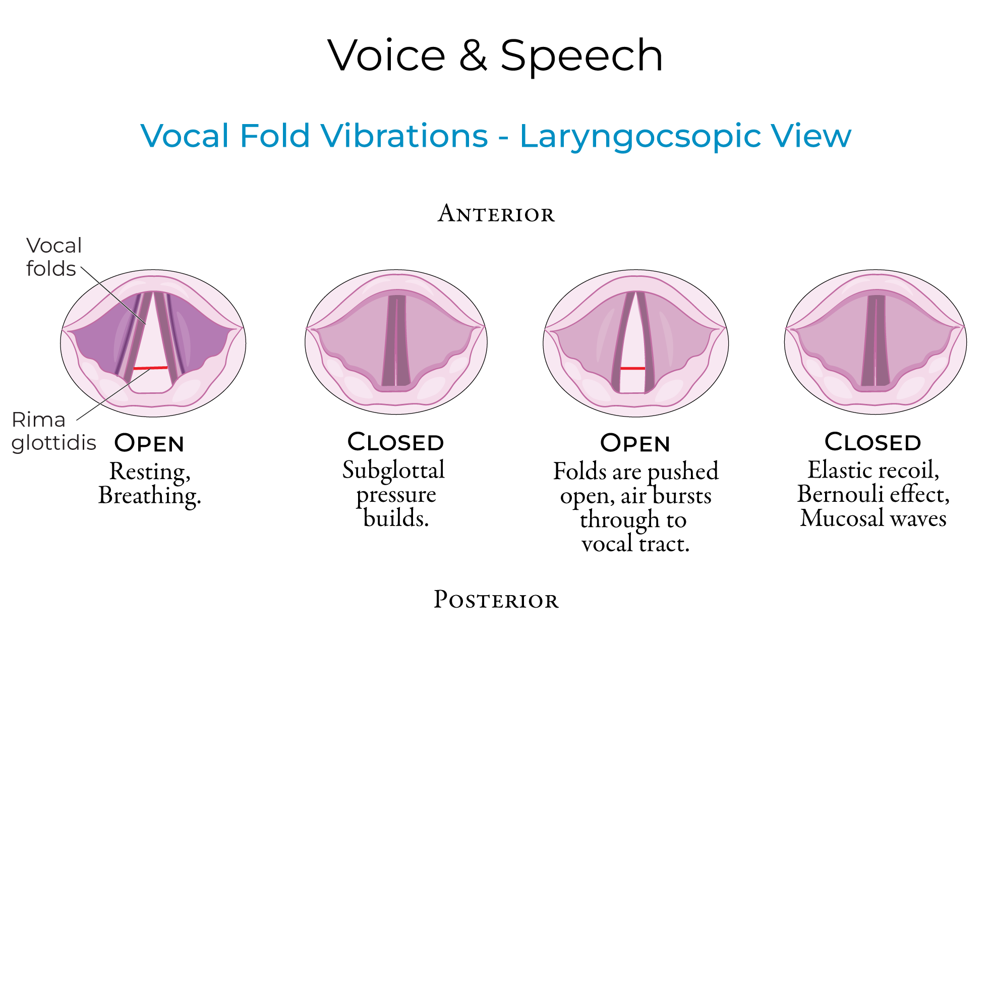 Voice & Speech Production