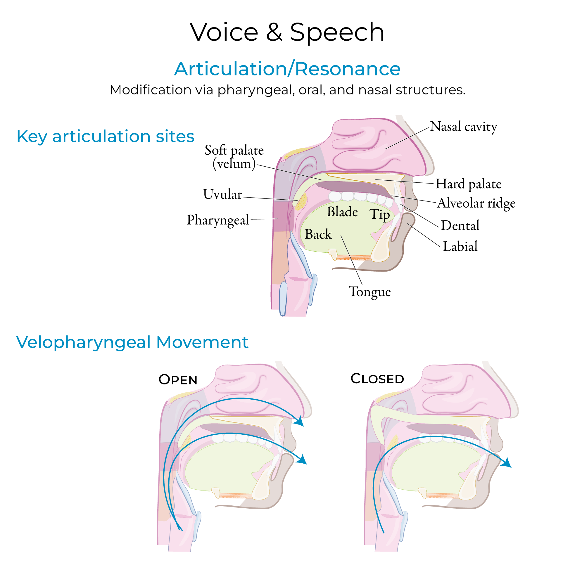 Voice & Speech Production