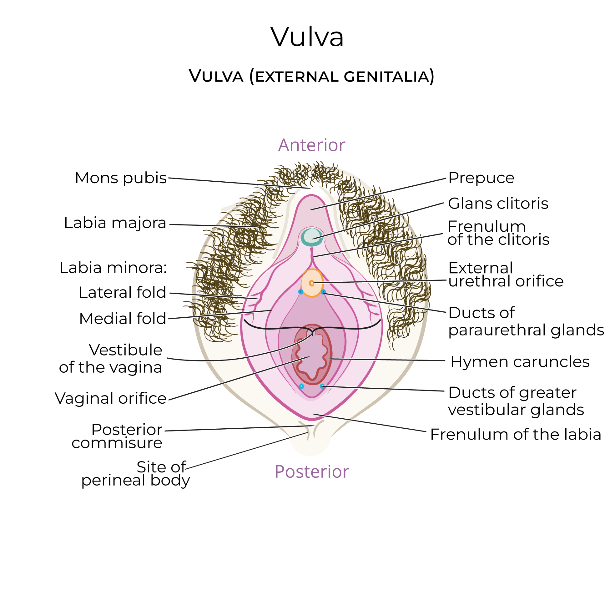 Vulva and Superficial Perineal Pouch