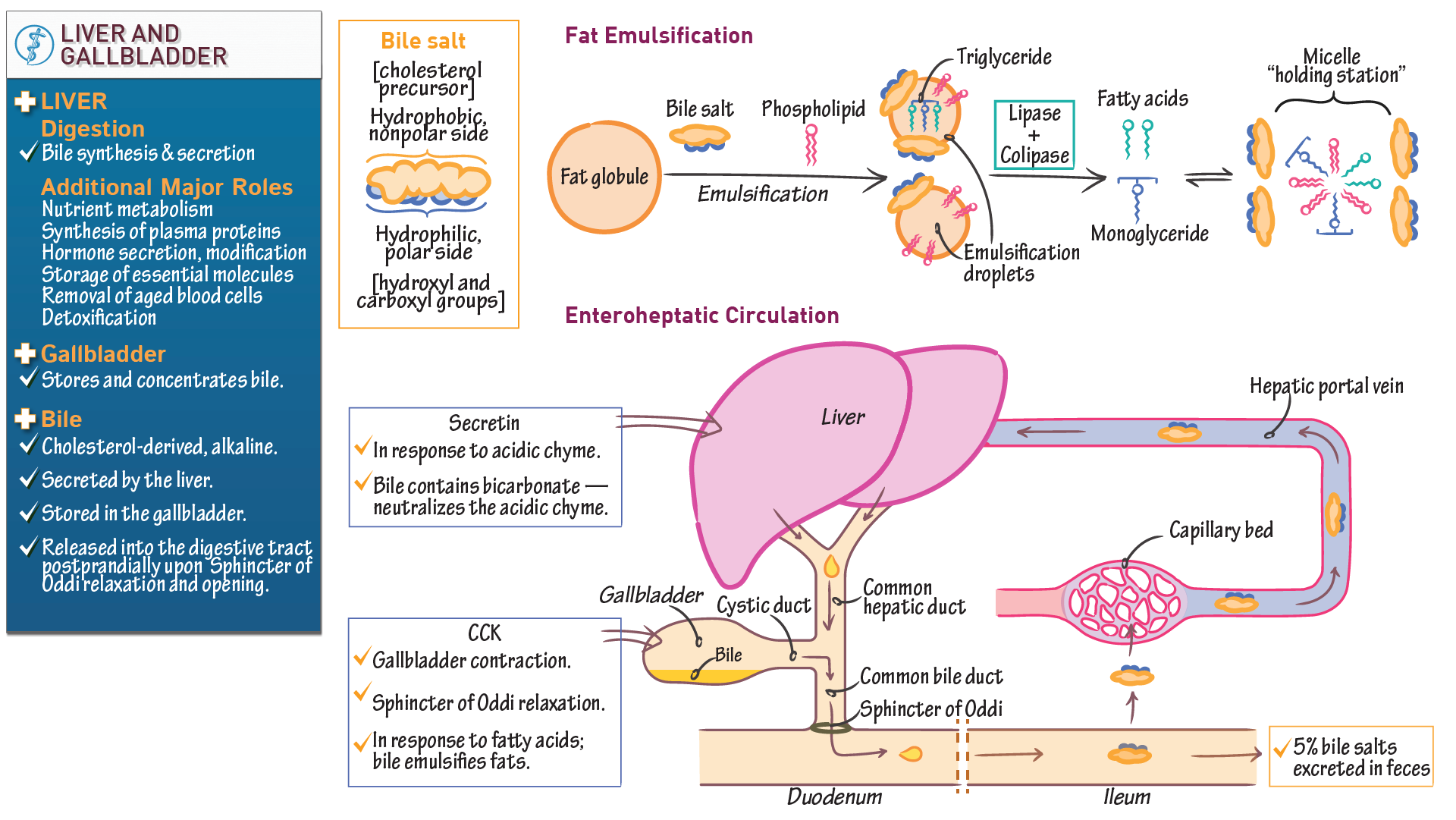 Gastrointestinal System Liver And Gallbladder Physiology Ditki Gastrointestinal System Liver And Gallbladder Physiology Ditki