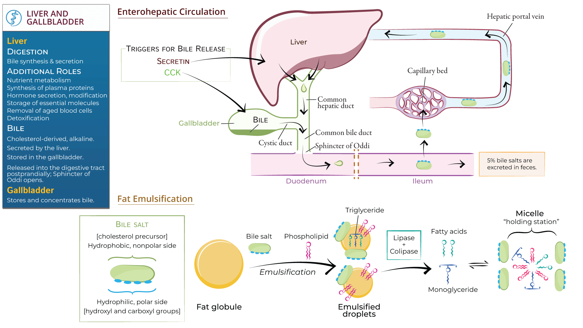 USMLE / COMLEX - Step 1: Liver and Gallbladder Physiology | ditki ...