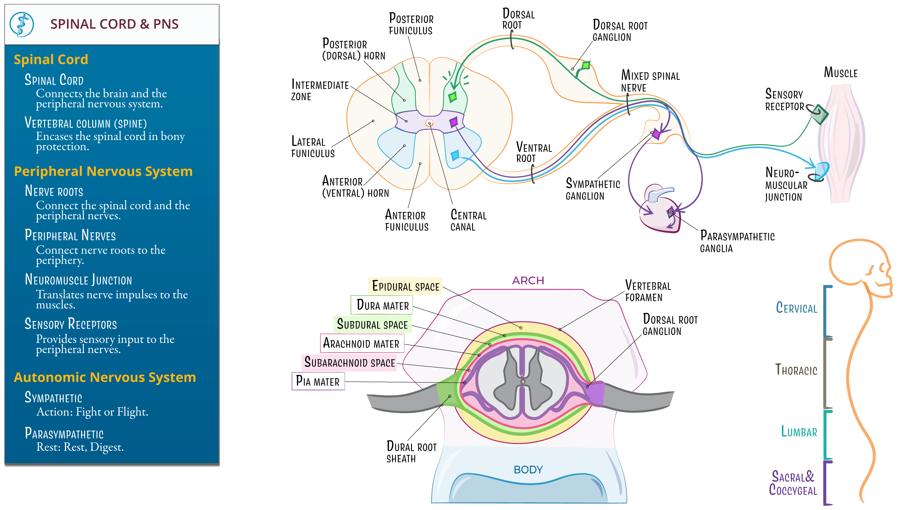Gross Anatomy Spinal Cord Peripheral Nervous System Ditki Medical Biological Sciences Gross Anatomy Spinal Cord Peripheral Nervous System Ditki Medical Biological Sciences