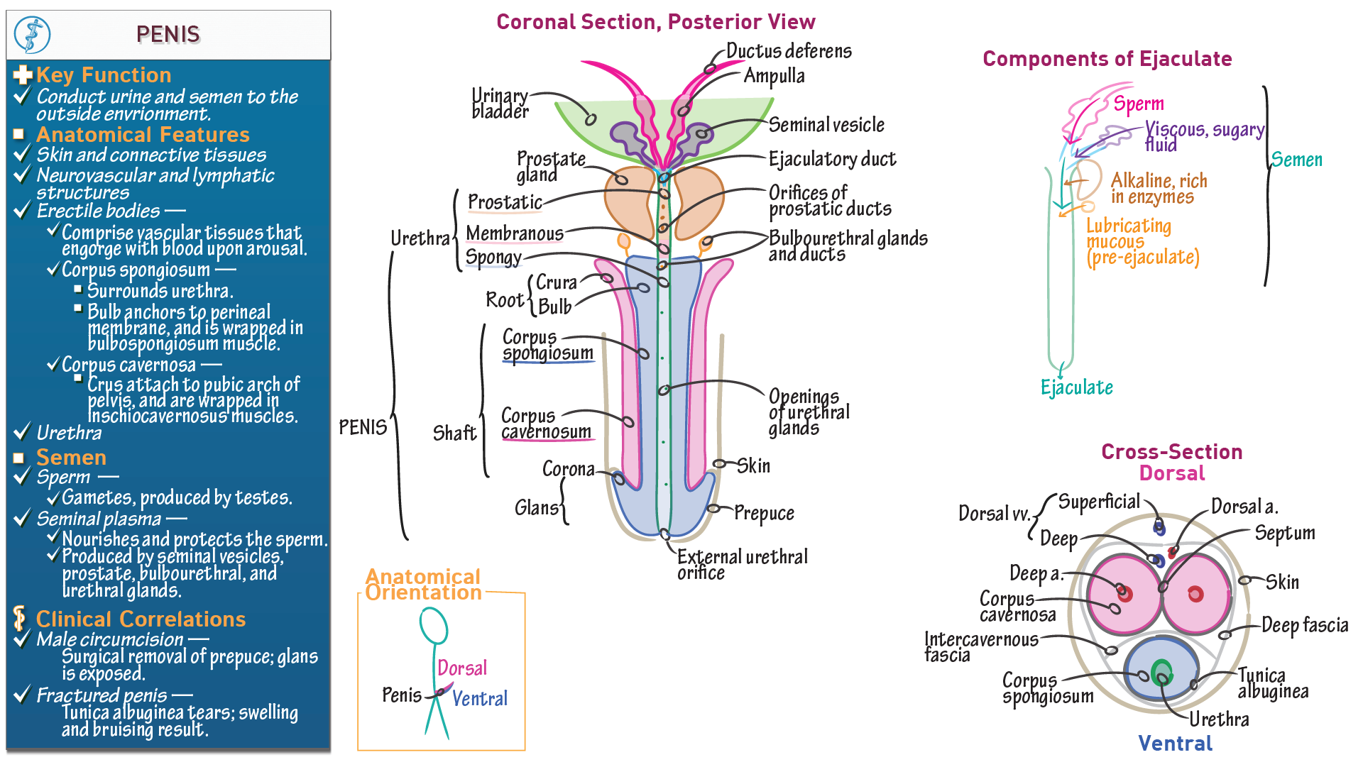 Gross Anatomy Penis Ditki Medical Biological Sciences