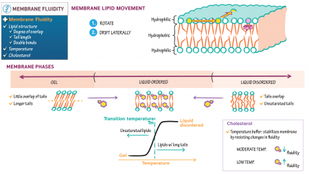 Physiology: Membrane Fluidity | ditki medical & biological sciences