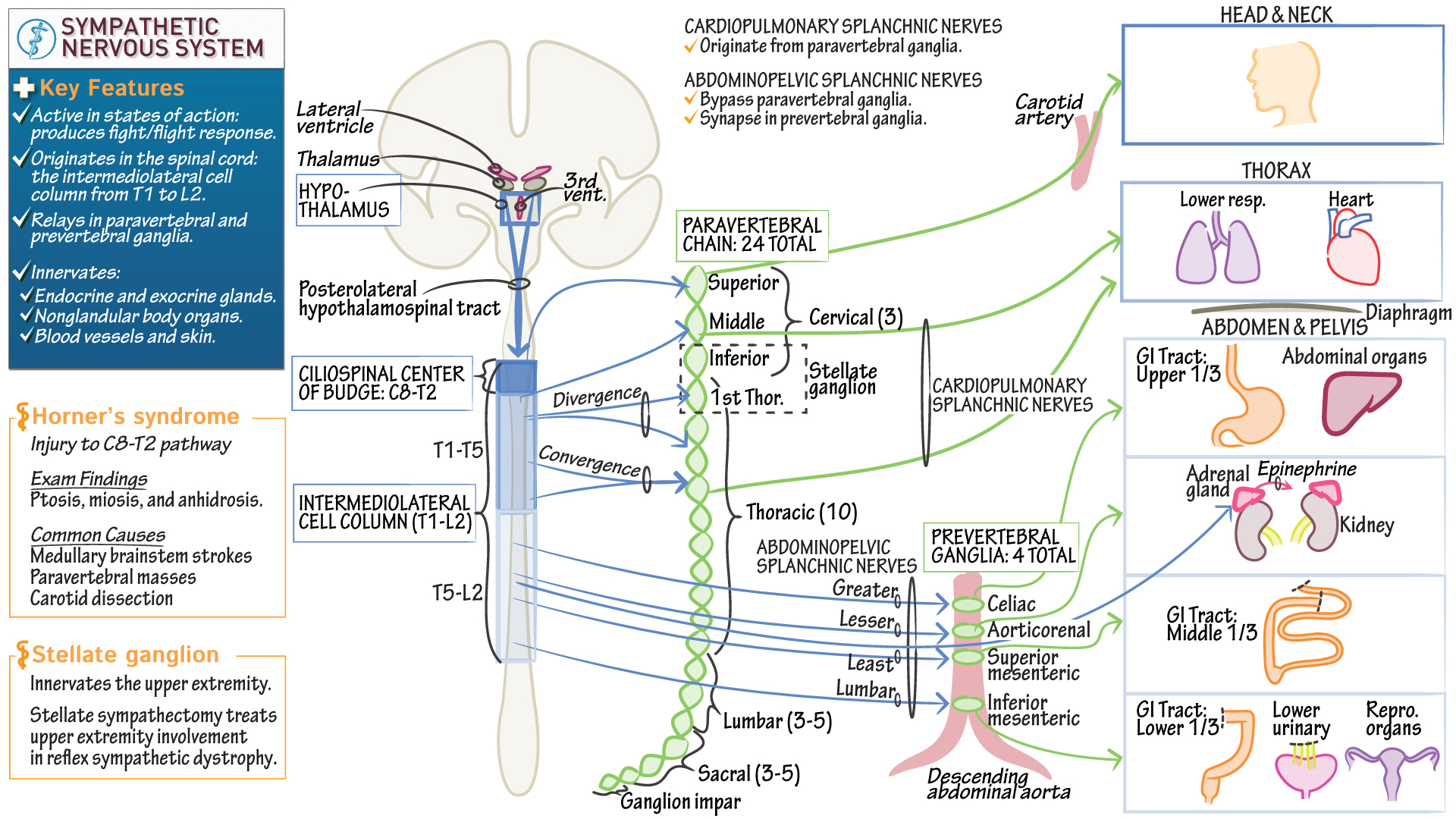 Crash Course History Sympathetic Nervous System At Charley Smith Blog