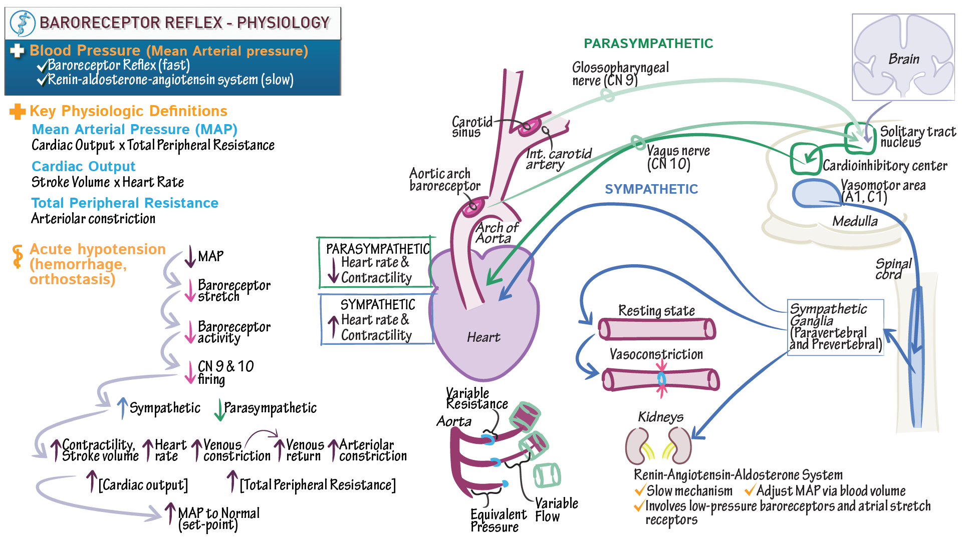 Baroreceptor Reflex Function The Anatomy Of The Baroreceptor Reflex Baroreceptor Reflex Function The Anatomy Of The Baroreceptor Reflex