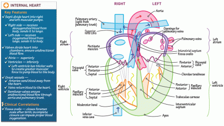 Anatomy & Physiology: Internal Features of the Heart | ditki medical ...