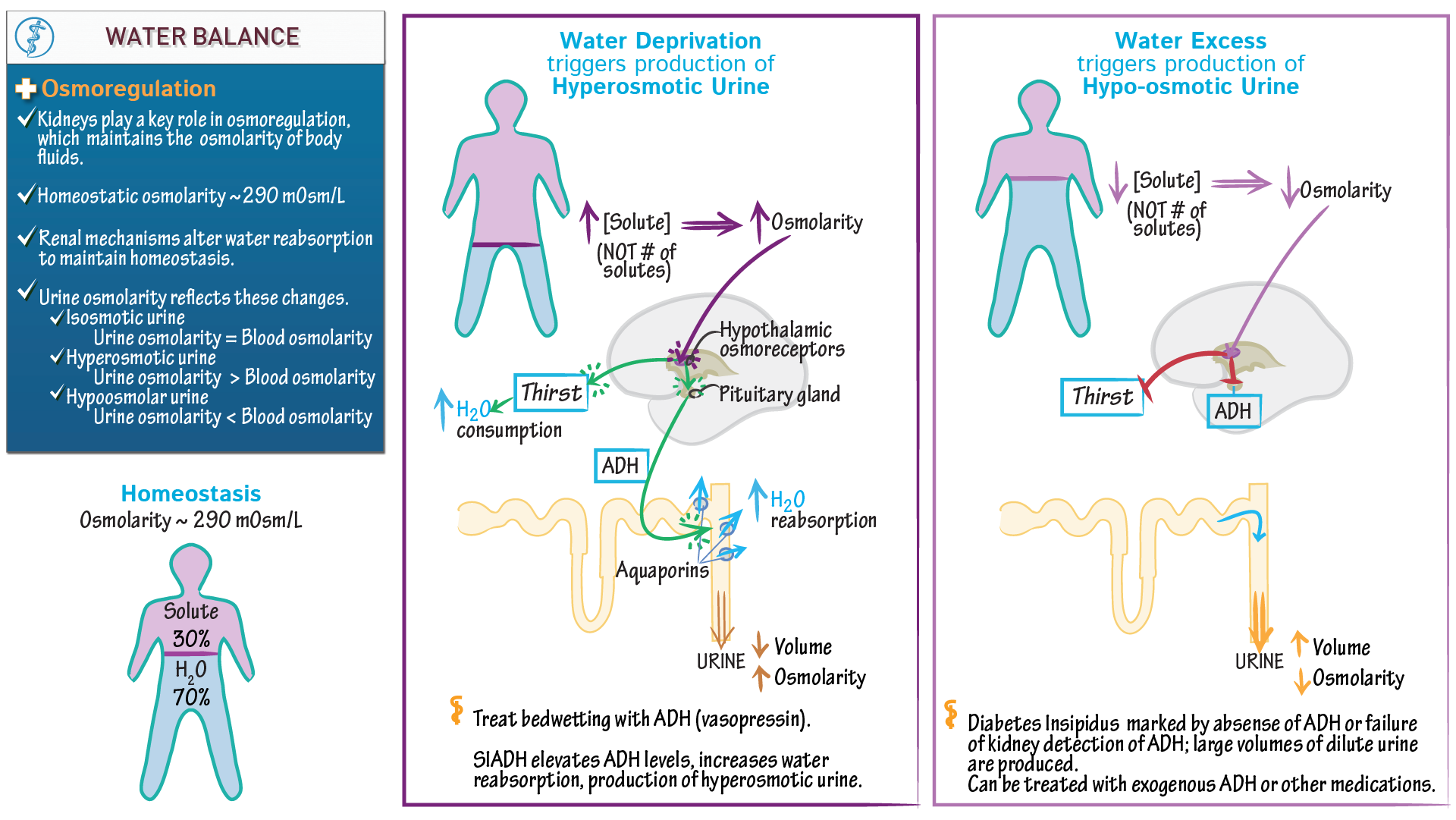 Physiology Water Balance Ditki Medical Biological Sciences