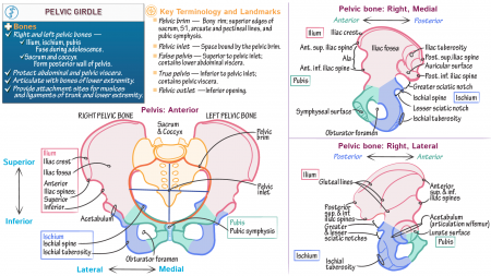 Anatomy & Physiology: Pelvic Girdle Fundamentals | ditki medical ...