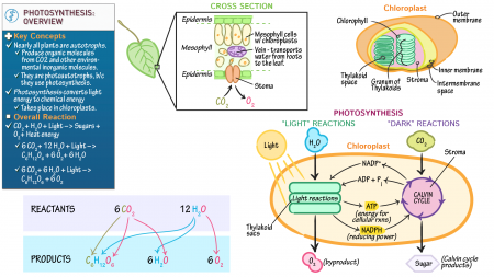Human Biology: Photosynthesis Overview | ditki medical & biological ...