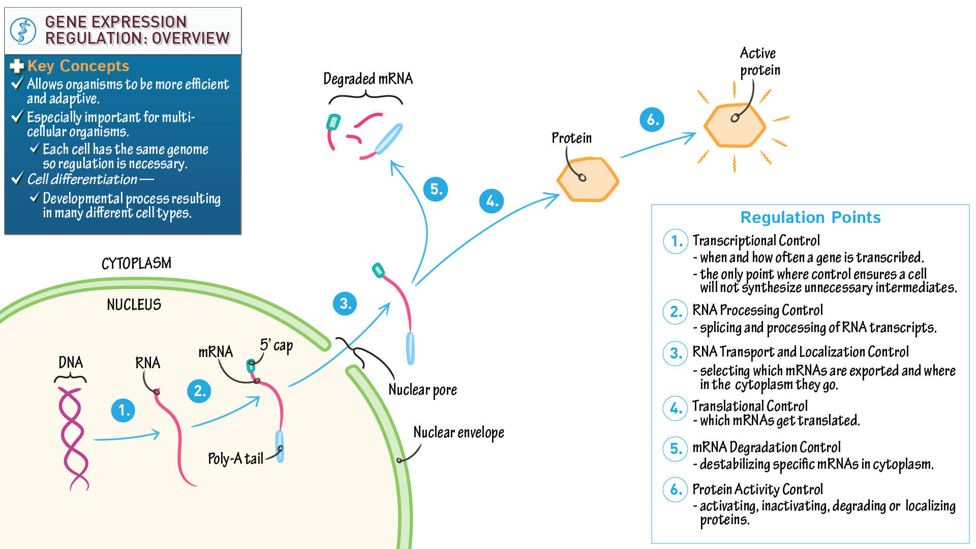 Steps Of Gene Expression Diagram Biochemistry What Is The Difference Steps Of Gene Expression Diagram Biochemistry What Is The Difference