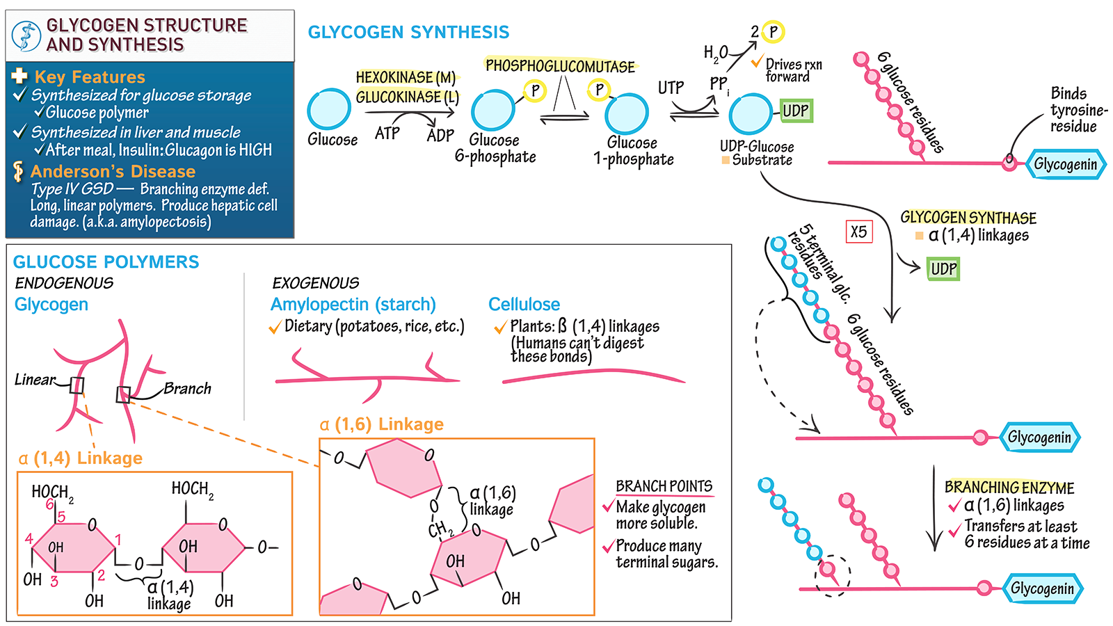 Biochemistry Glycogen Structure And Synthesis Ditki Medical