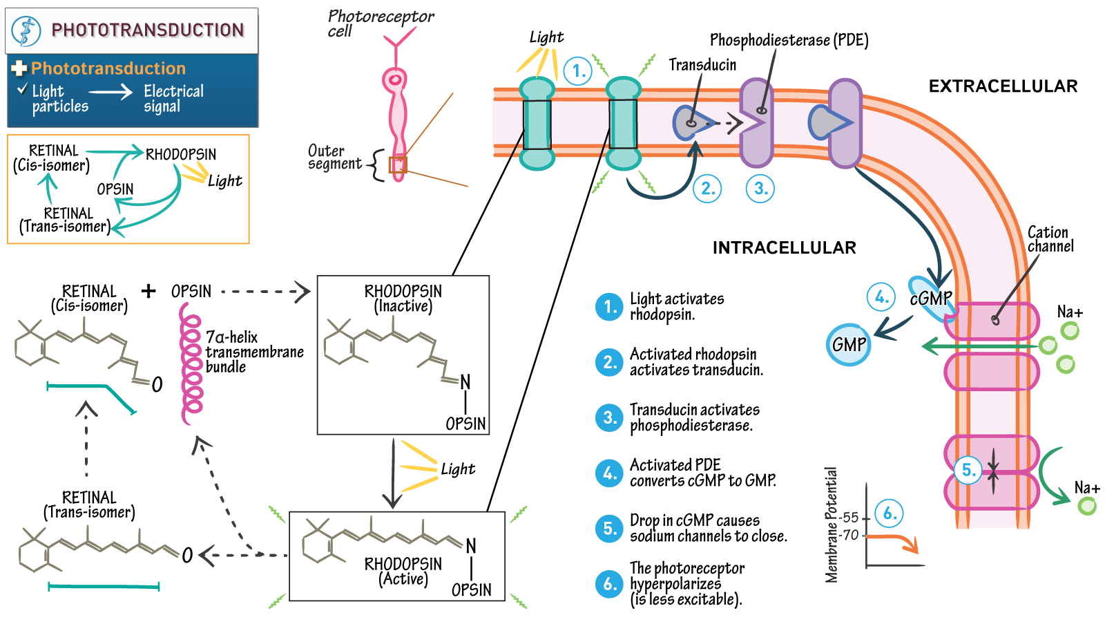 Physiology Phototransduction Ditki Medical Biological Sciences