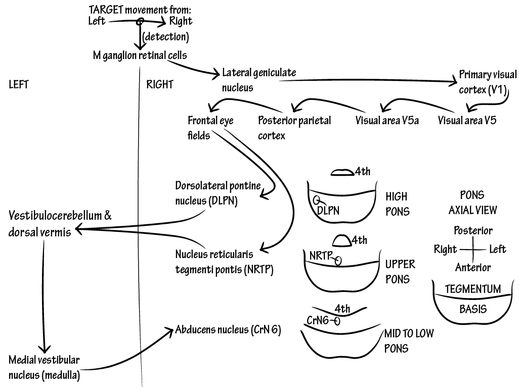 Neuroanatomy: Smooth Pursuit | ditki medical & biological sciences
