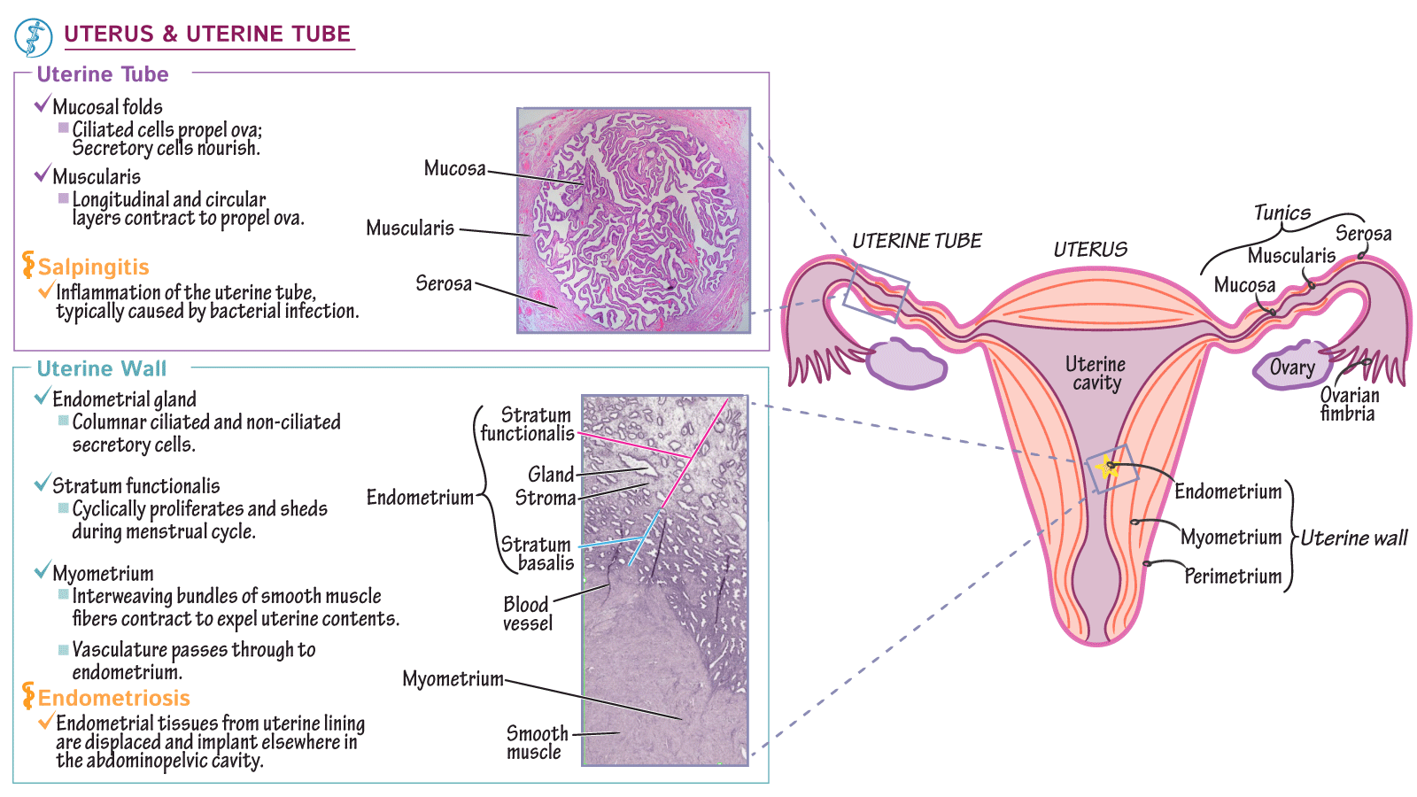 Histology Uterus And Uterine Tube Histology Ditki Medical Histology Uterus And Uterine Tube Histology Ditki Medical
