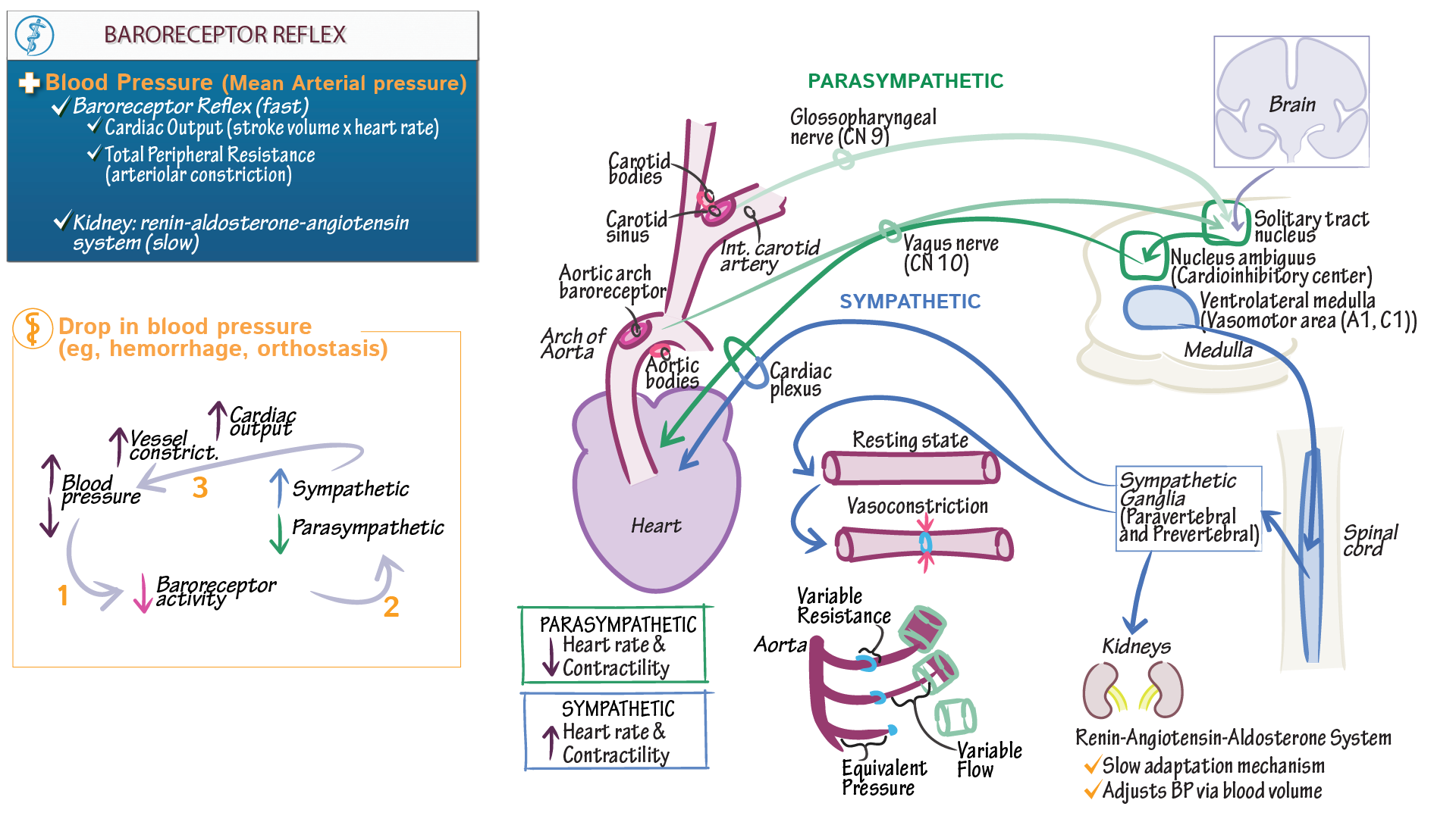 Baroreceptor Reflex Flowchart Solved The Labels Onto The Figure To Baroreceptor Reflex Flowchart Solved The Labels Onto The Figure To