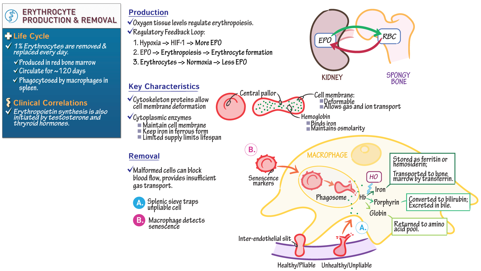 Regulation of Erythropoiesis & Removal of RBC | ditki medical and ...