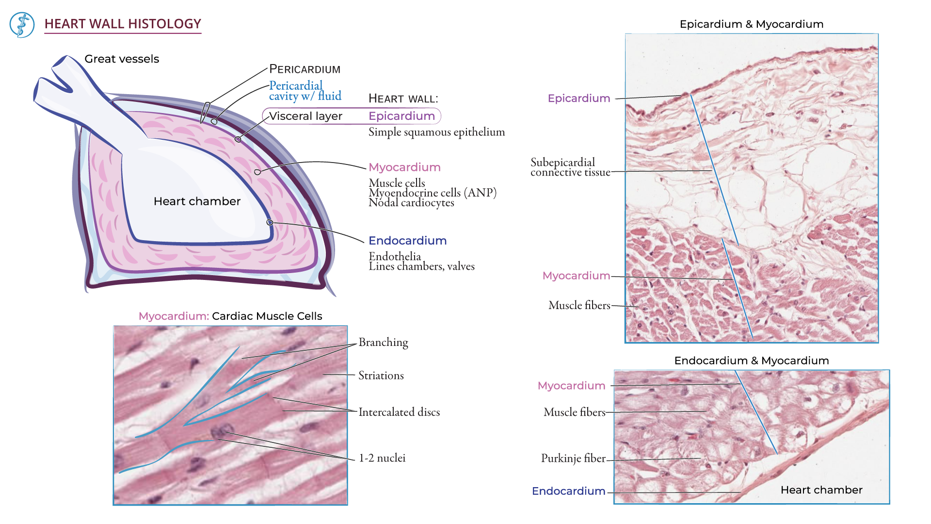 Cardiac Histology: | ditki medical and biological sciences, image size:1920x1080