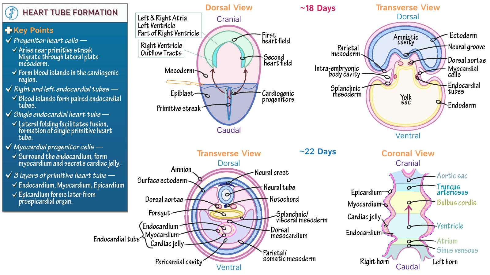 Embryology Heart Tube Formation Ditki Medical Biological Sciences