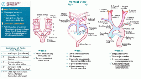 Gross Anatomy: Aortic Arches | ditki medical & biological sciences