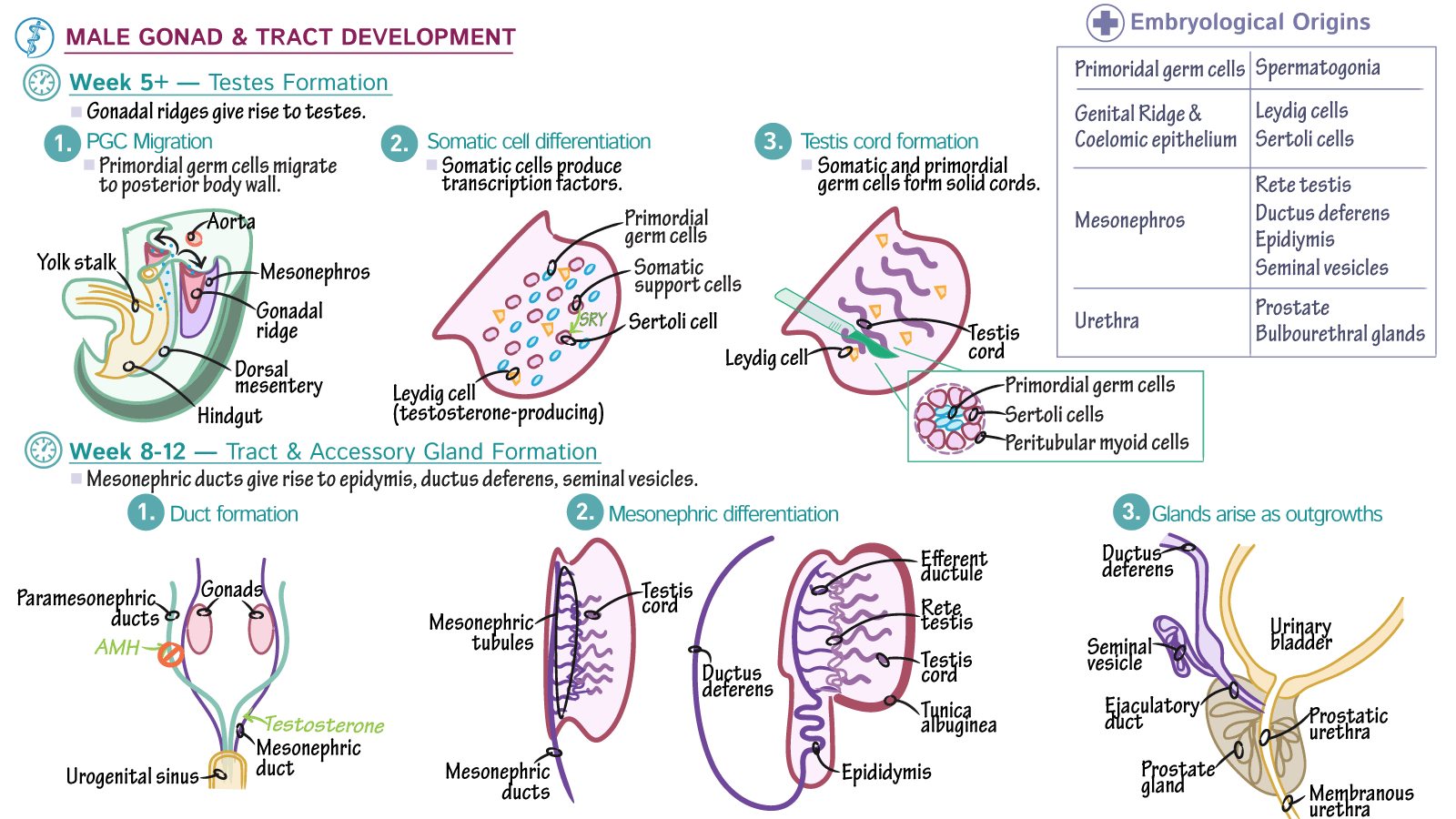 USMLE COMLEX Step 1 Development Of The Testes And Male Reproductive 