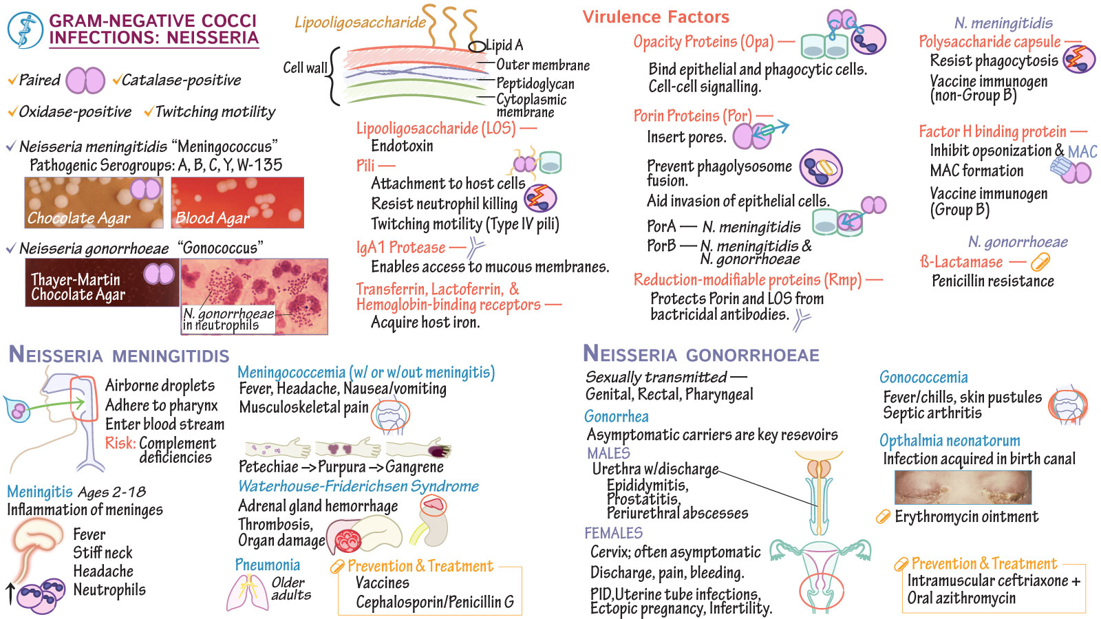 USMLE/COMLEX - High Yield Topics for Step 1: Neisseria | Draw It to Know It