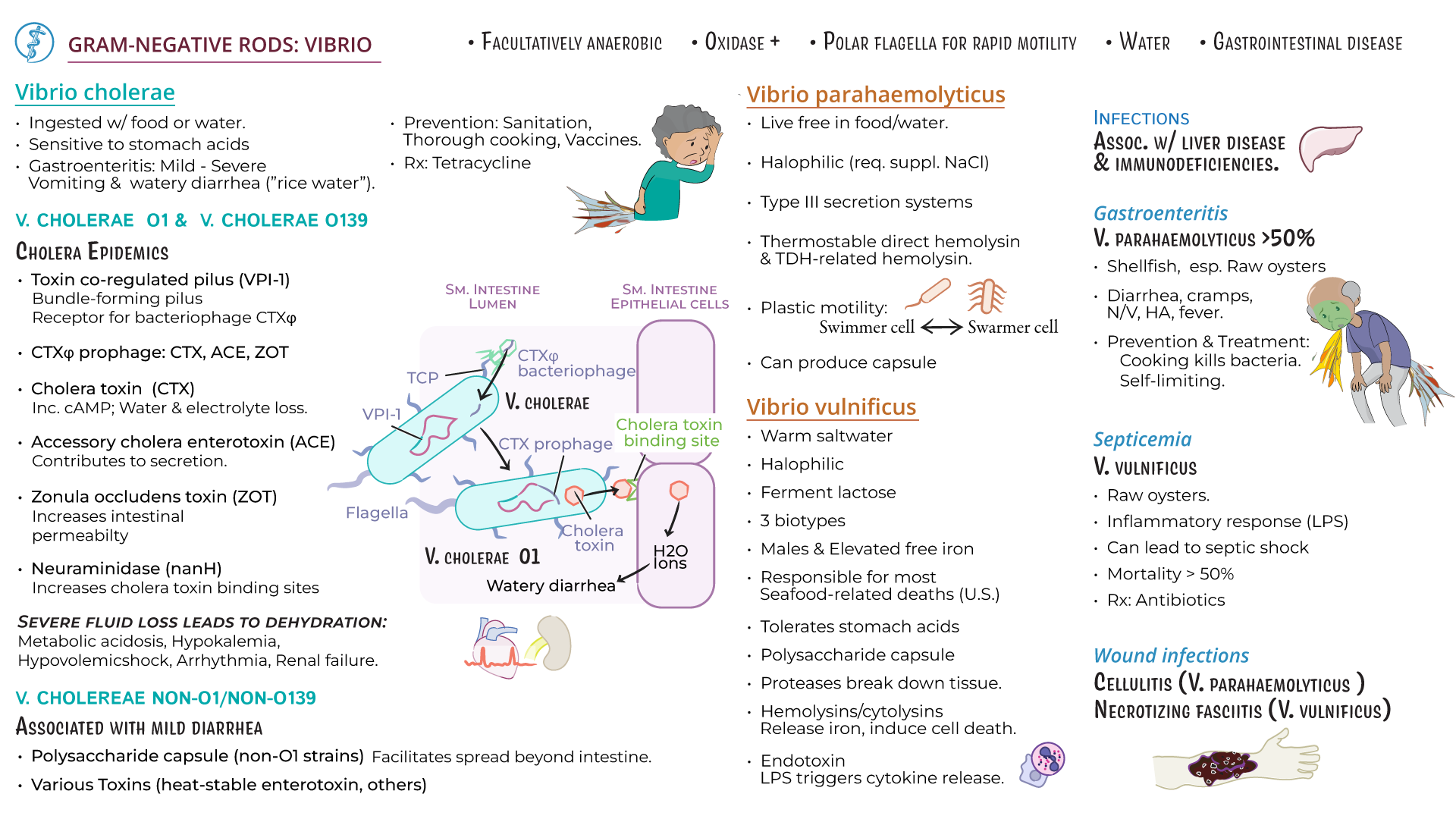 Immunology microbiology cholera related illnesses ditki medical