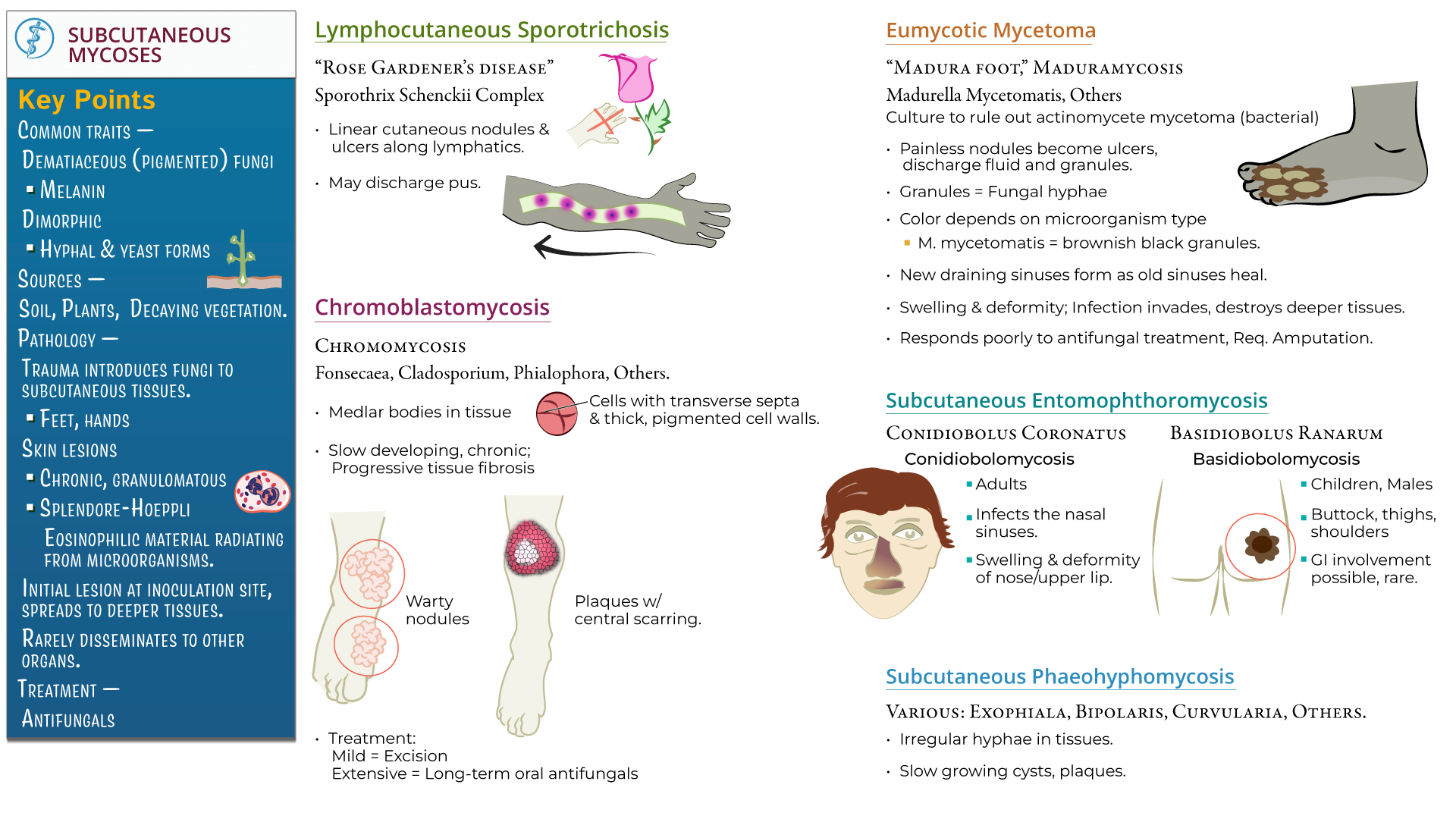 Immunology microbiology subcutaneous mycoses usmle step 3 ditki