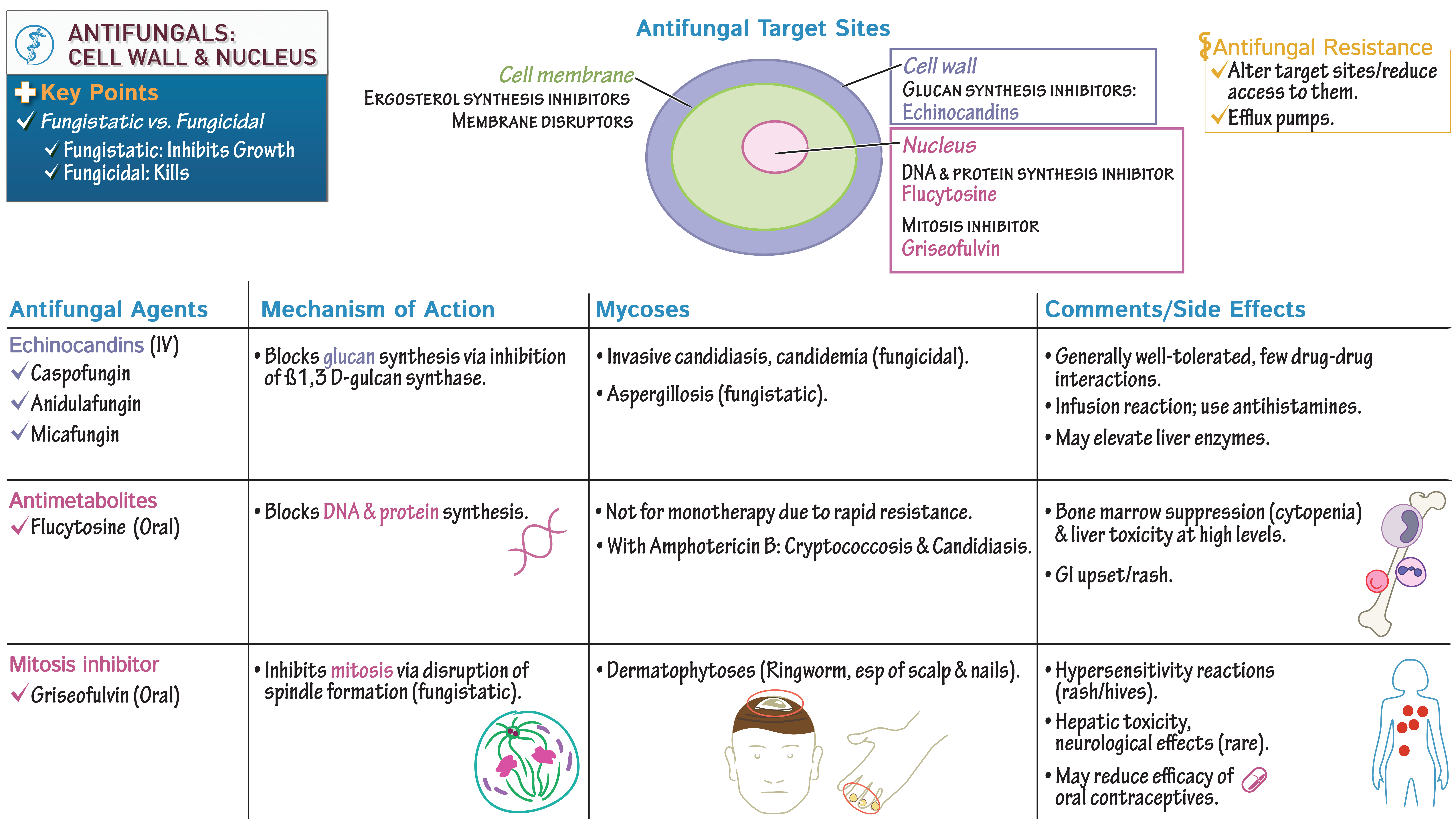 Pathology Antifungals Cell Wall & Nucleus Draw It to Know It