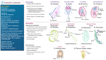 Clinical Medicine: Parasite Overview | ditki medical & biological sciences