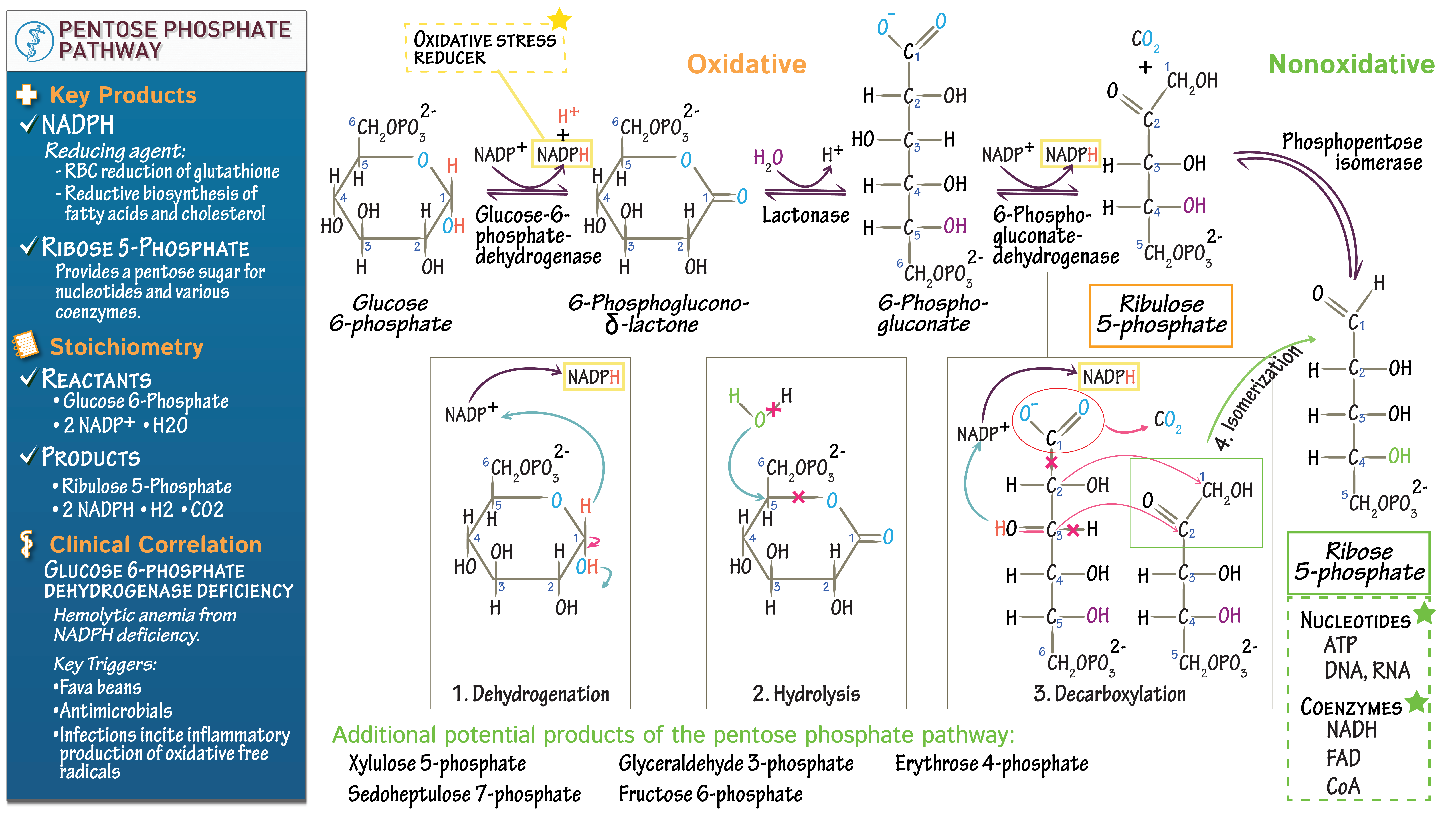 Oxidative Phase Of Pentose Phosphate Pathway MQRUI
