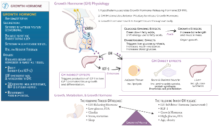 Endocrine System: Growth Hormone Physiology | ditki medical ...