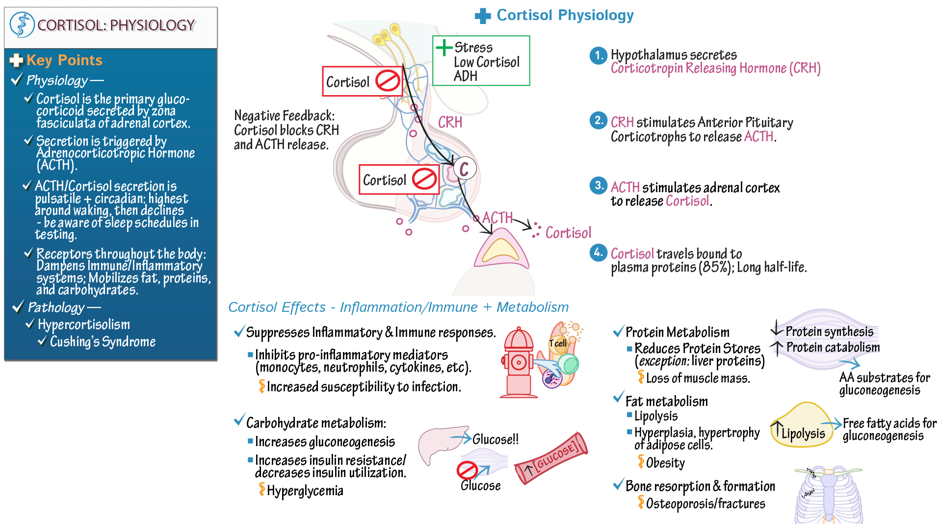 Cortisol Lab Draw : Adrenocorticotropic Hormone (ACTH): MedlinePlus ...