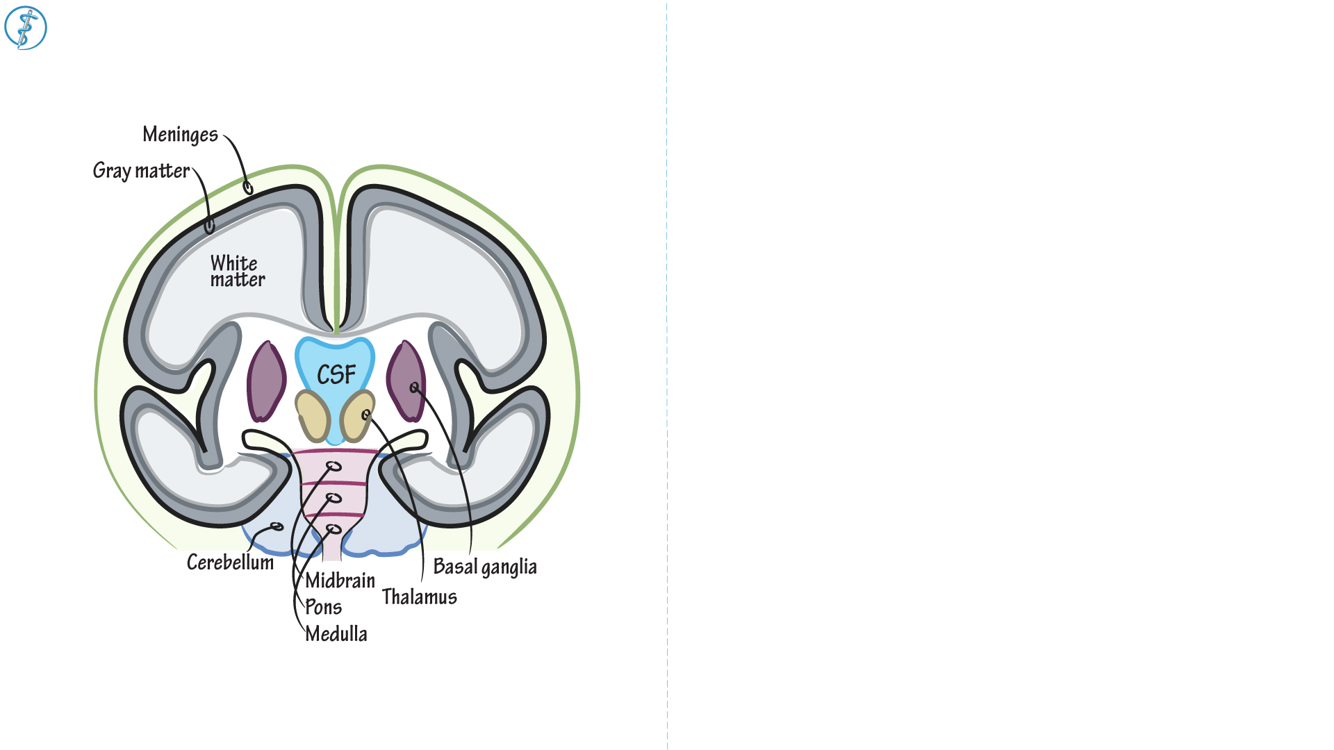 Neuroanatomy: The Brain | ditki medical & biological sciences