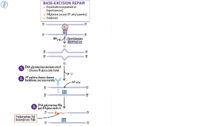 Cell Biology: Base-Excision DNA Repair | ditki medical & biological ...
