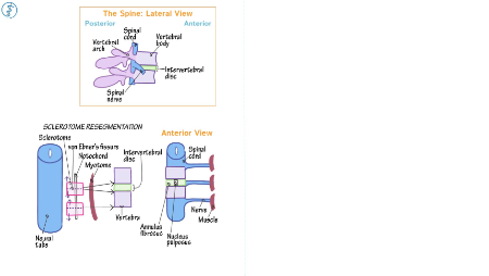 Embryology: Spine Segmentation & Sclerotome Resegmentation | ditki ...