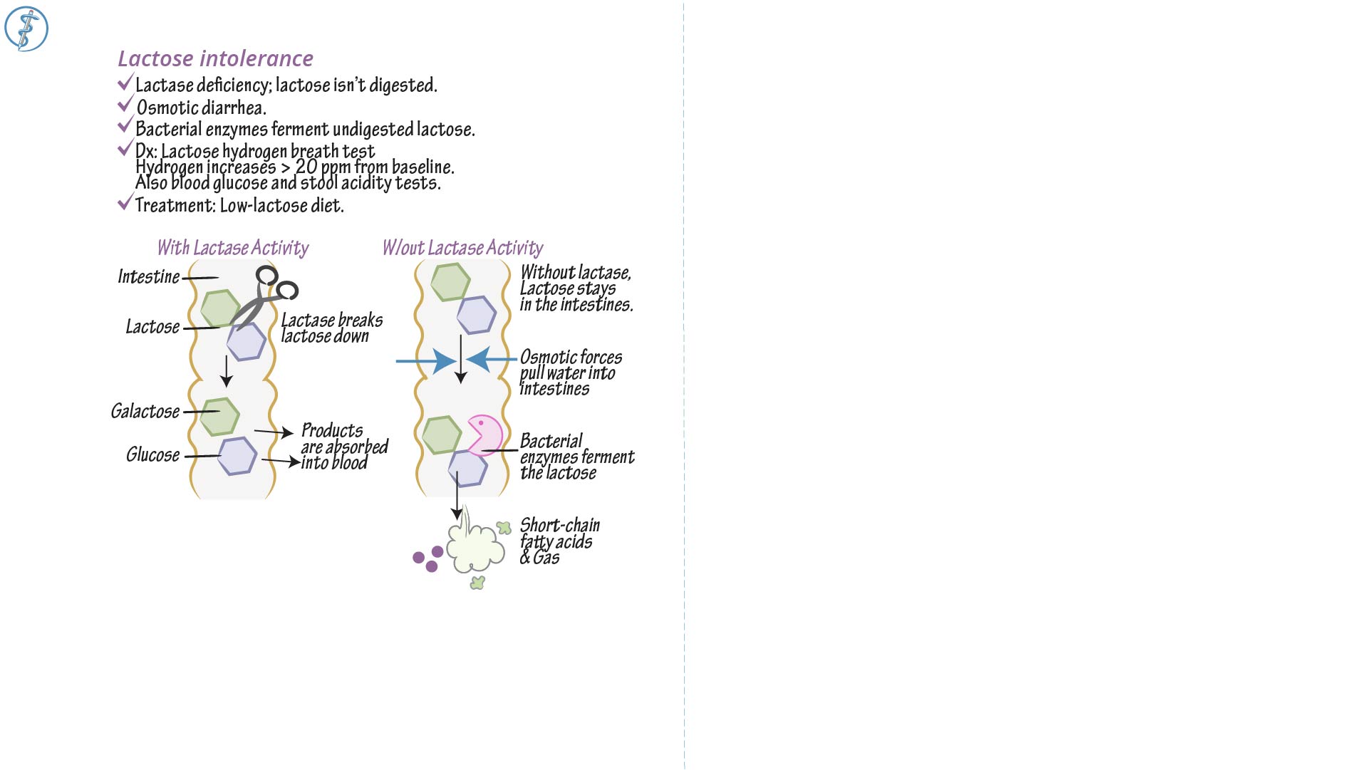 Pathology Lactose Intolerance ditki medical & biological sciences