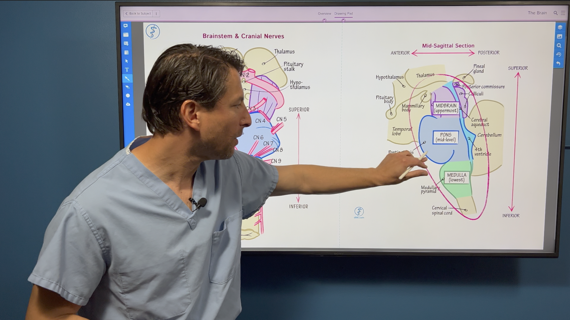 Neuroscience Fundamentals: The Brainstem & Cranial Nerves | ditki ...