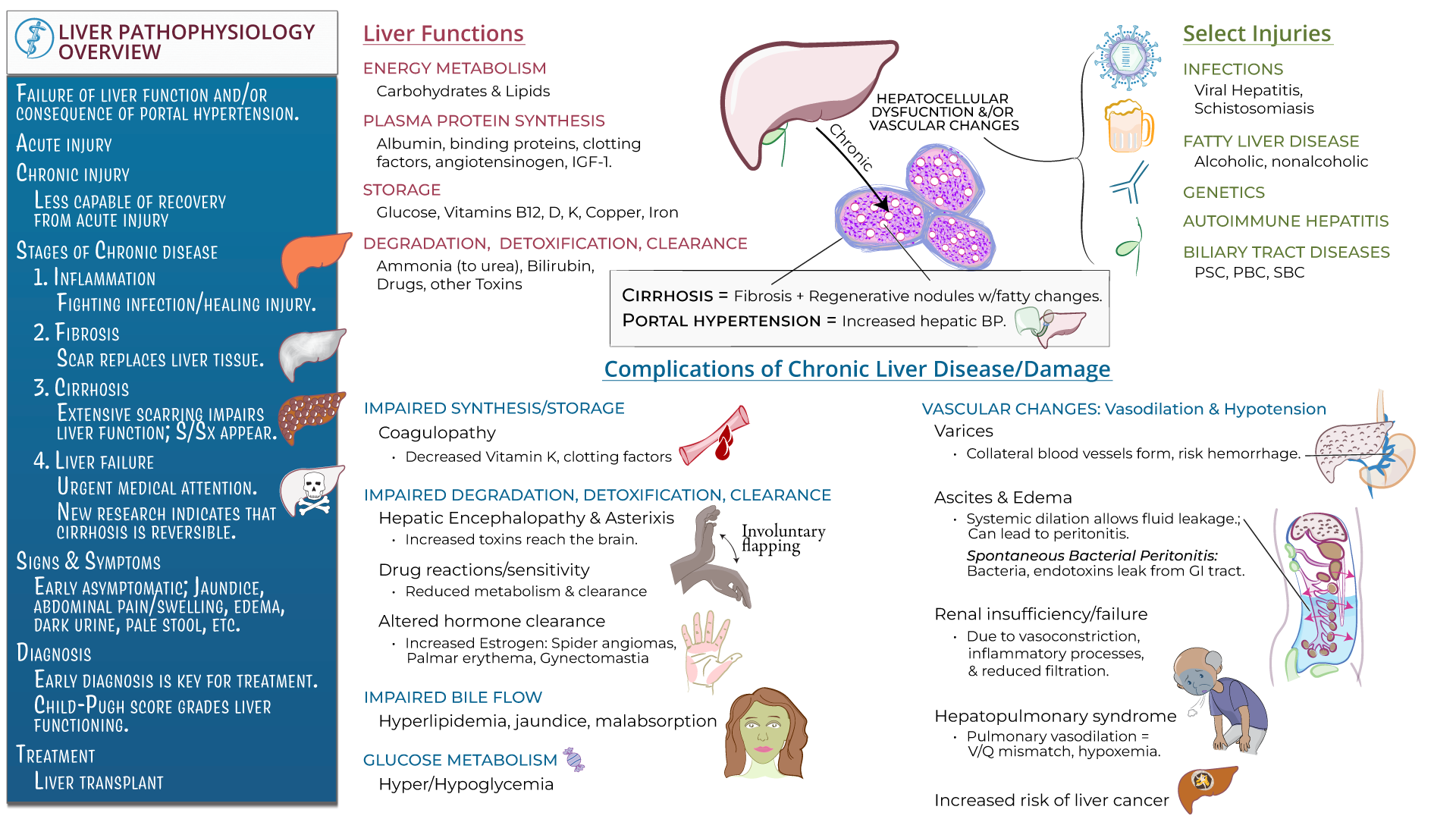 Jaundice In Cirrhosis Pathophysiology