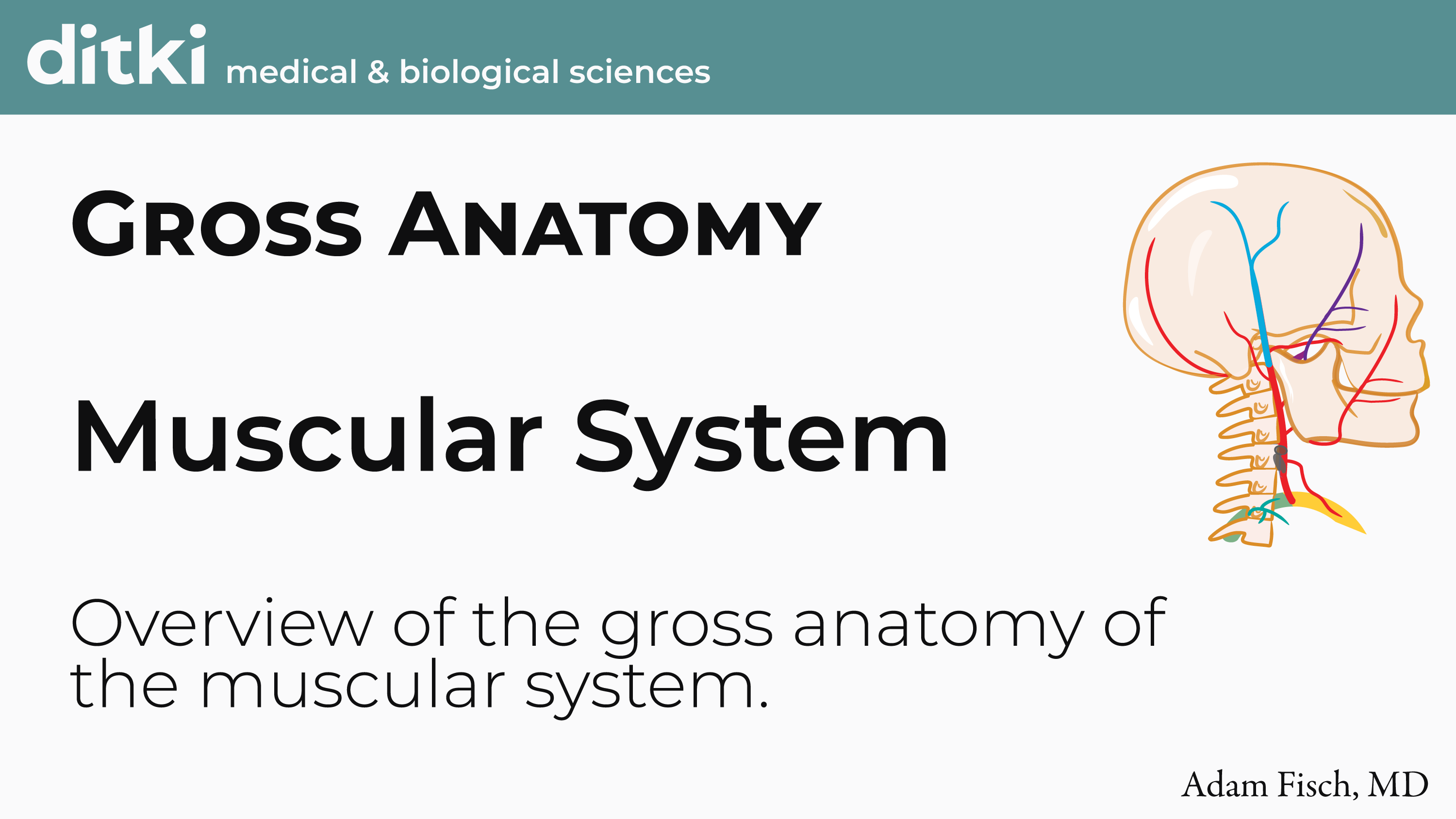 Gross Anatomy The Muscular System ditki medical & biological sciences