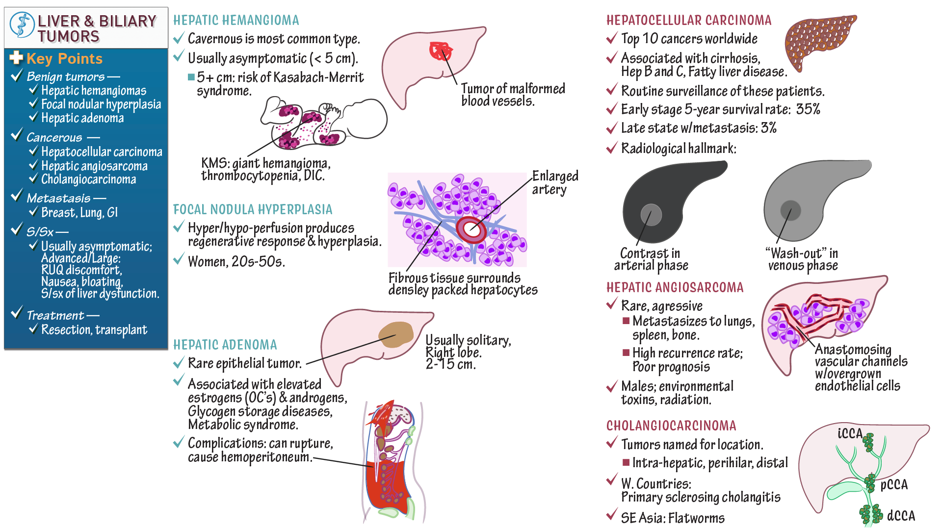 Pathology Liver And Biliary Tract Tumors Ditki Medical Biological 