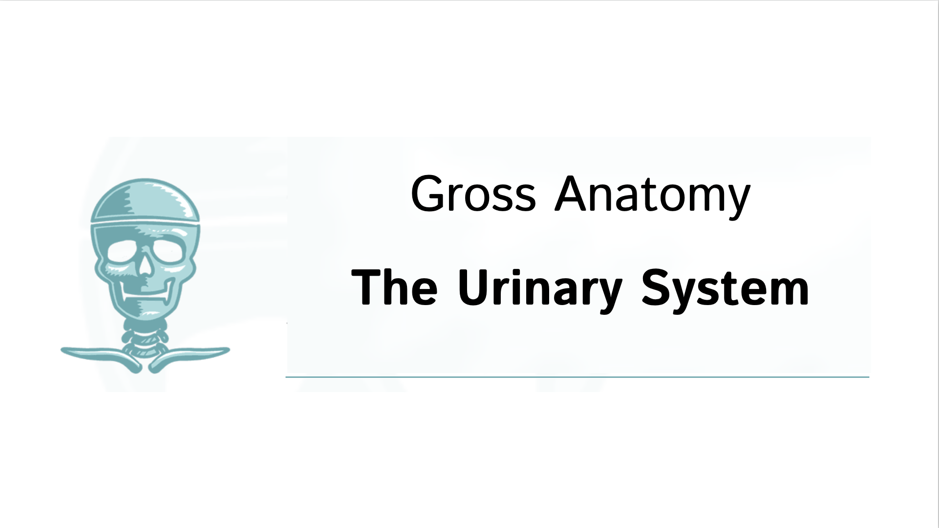 Gross Anatomy Urinary System Slides Draw It To Know It
