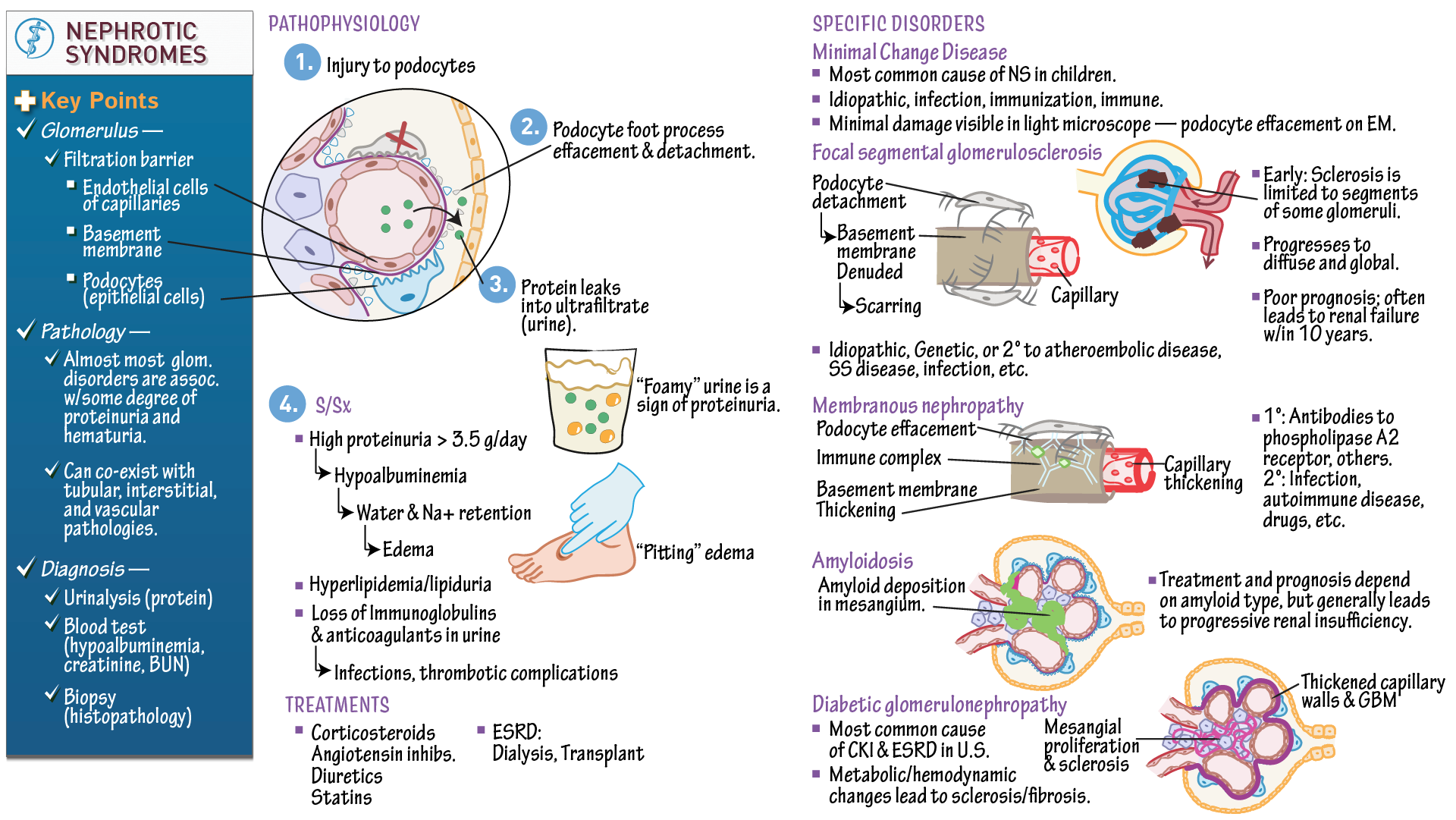 Renal System Nephrotic Syndrome Ditki Medical Biological Sciences