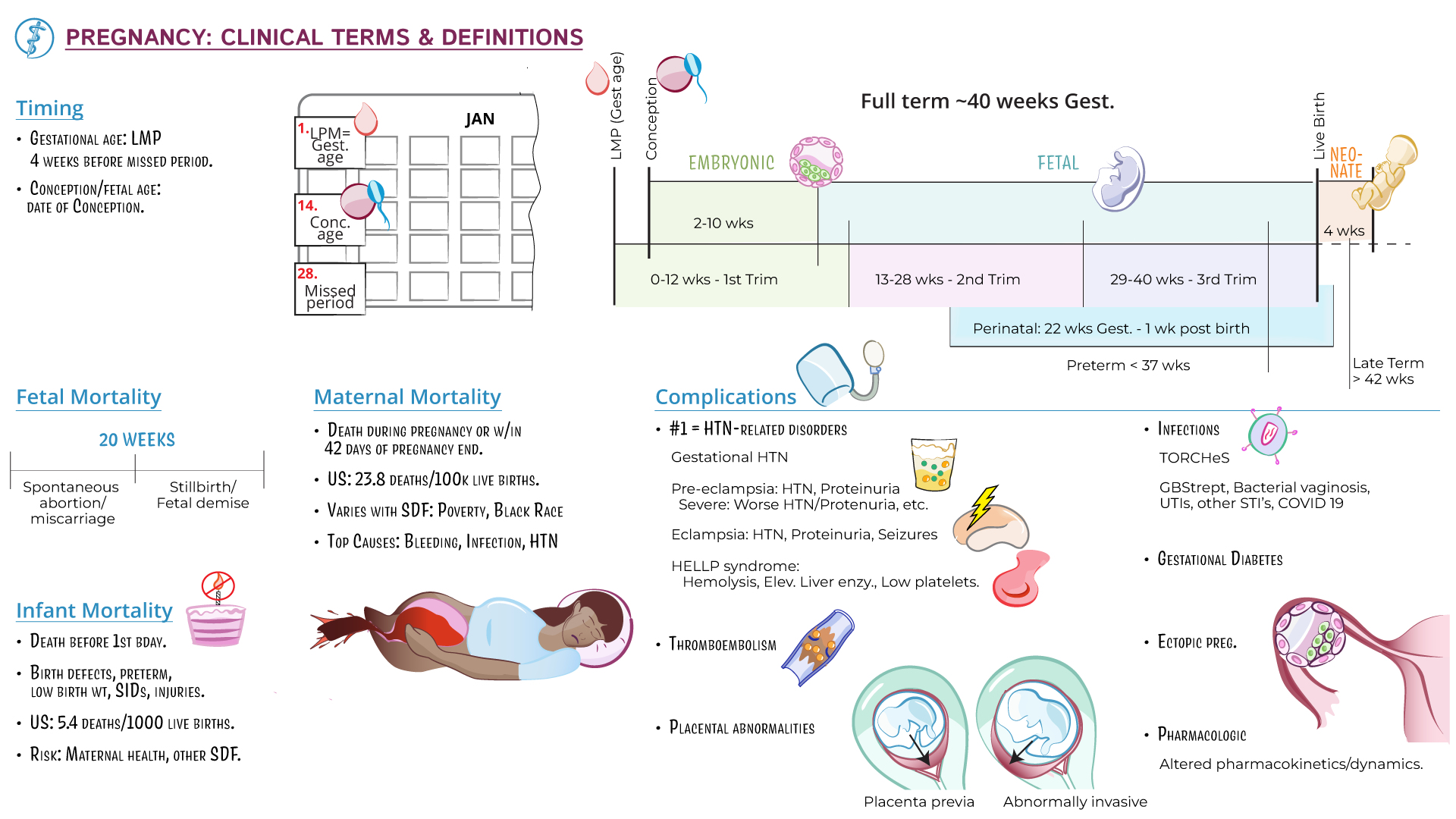 Physiology Pregnancy Terms And Clinical Considerations Ditki 