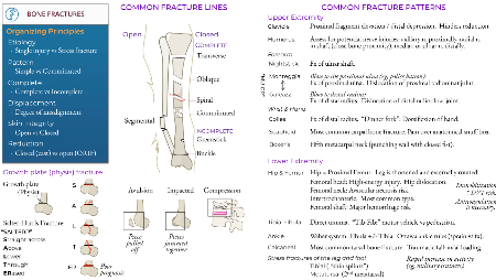 Clinical Pathology: Bone Fractures | ditki medical & biological sciences
