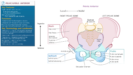 Gross Anatomy: Pelvis - Anterior View | ditki medical & biological sciences