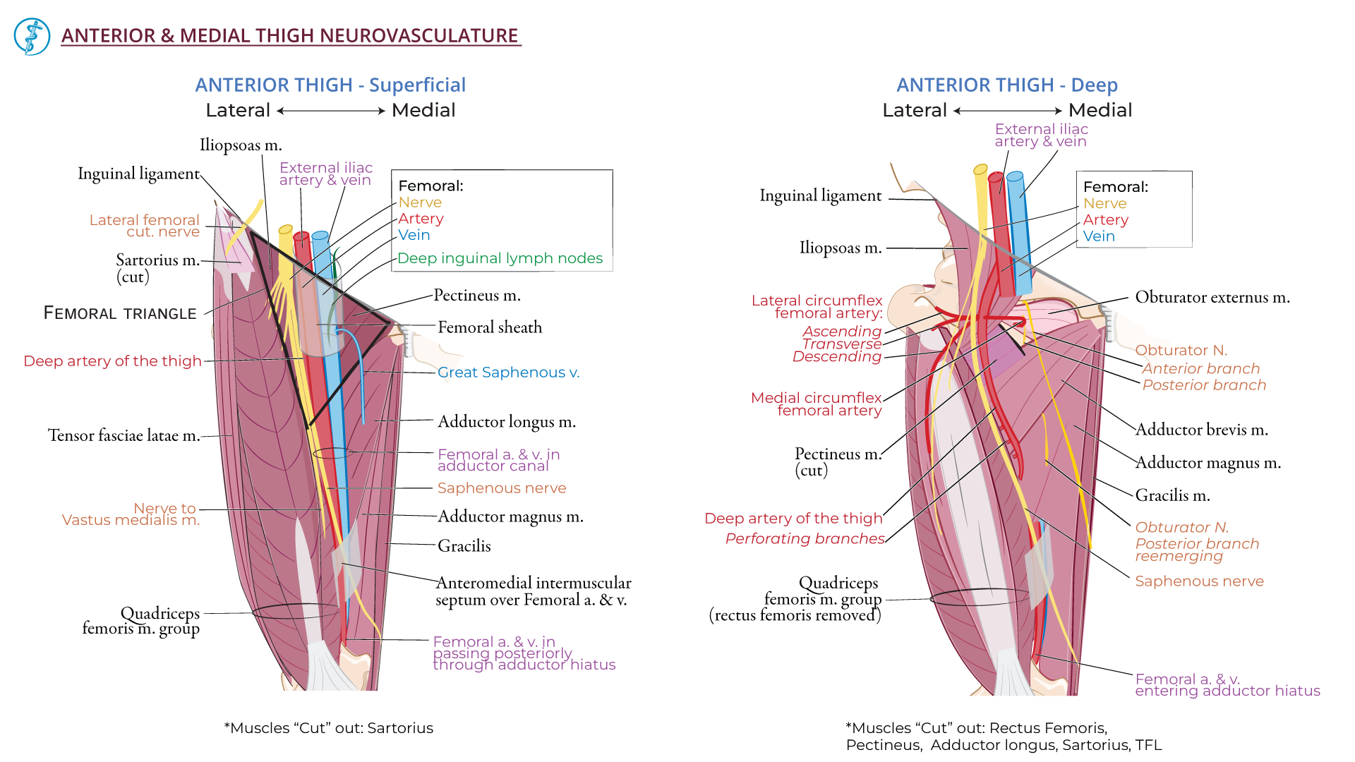 Medial Compartment Of Thigh Nerve Supply Medial Compartment Of Thigh Nerve Supply