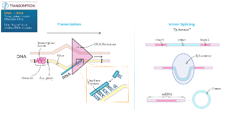 anatomy-physiology-for-nursing-transcription-diagram-ditki-medical